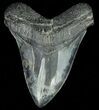 Serrated Megalodon Tooth - South Carolina #70260-1